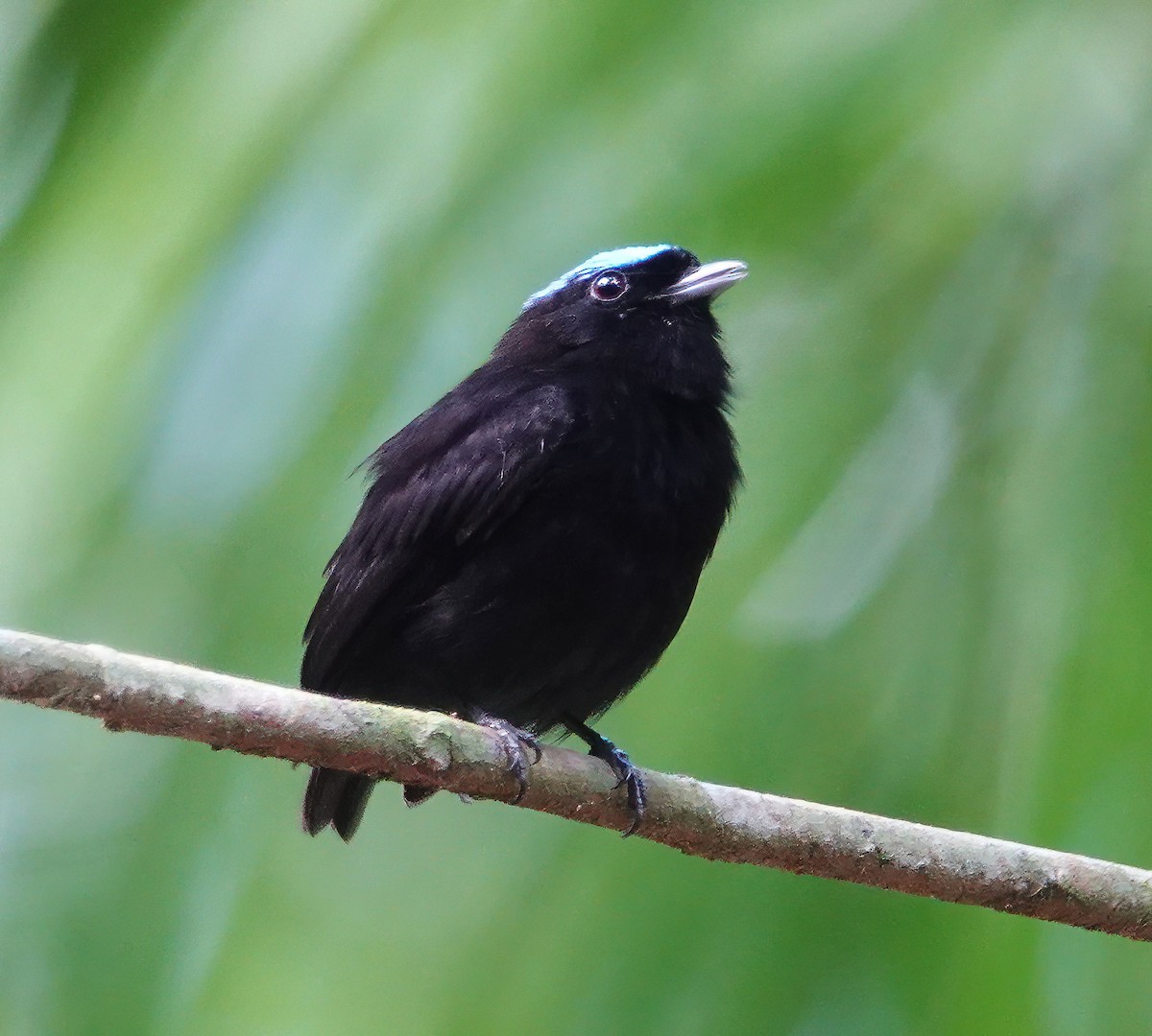 Velvety Manakin - ML627613806