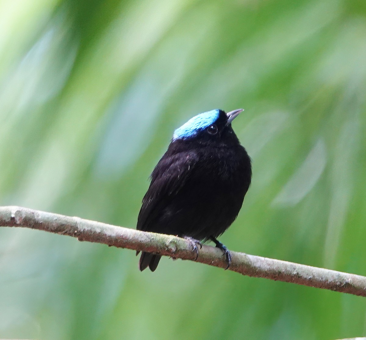 Velvety Manakin - ML627613807