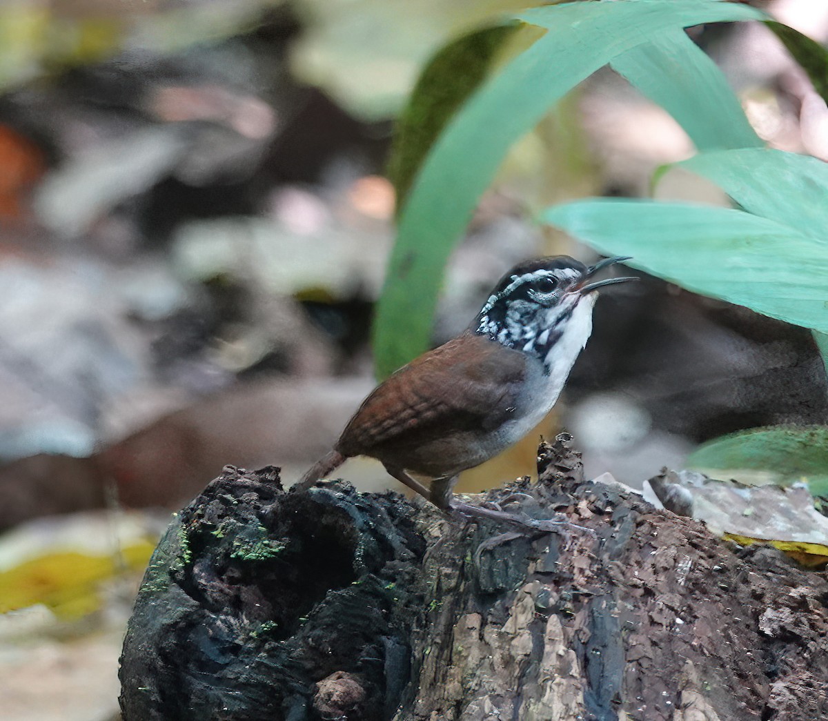 White-breasted Wood-Wren - ML627613863