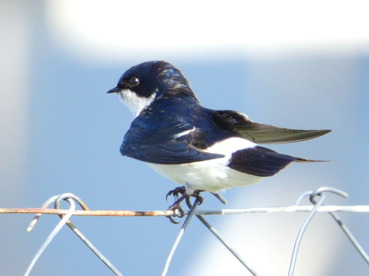 Chilean Swallow - ML627613882