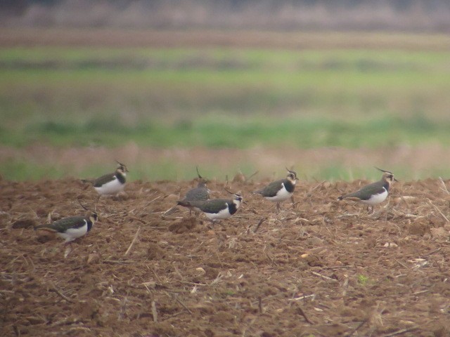 Northern Lapwing - ML627613954