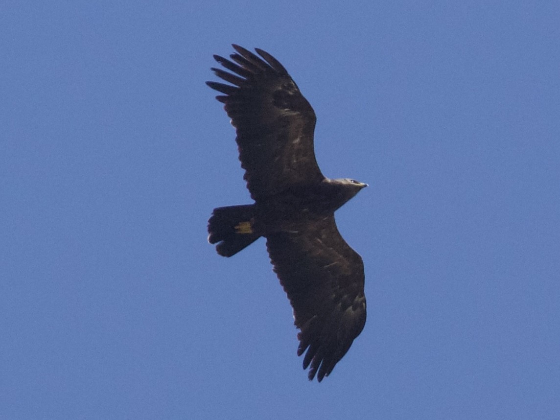 Lesser Spotted Eagle - ML627613959