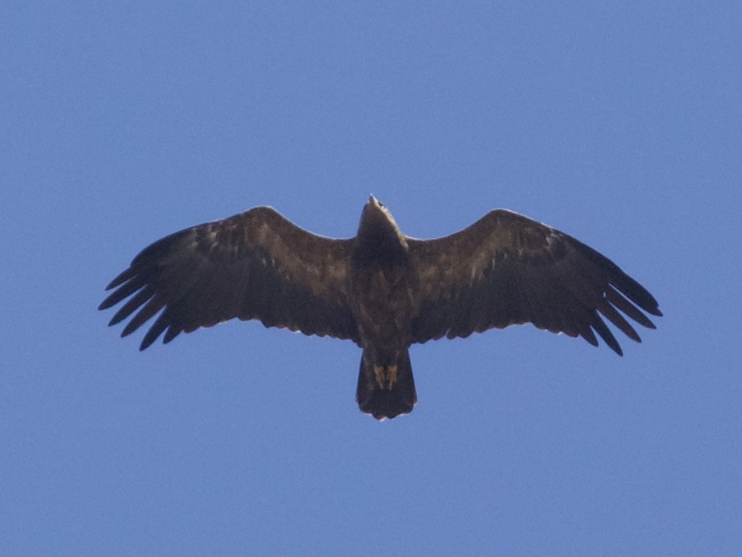 Lesser Spotted Eagle - ML627613960