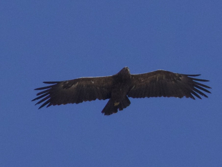 Lesser Spotted Eagle - ML627613961