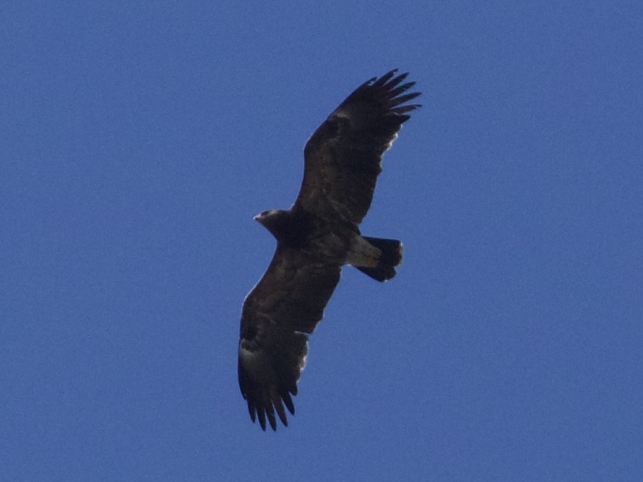 Lesser Spotted Eagle - ML627613962