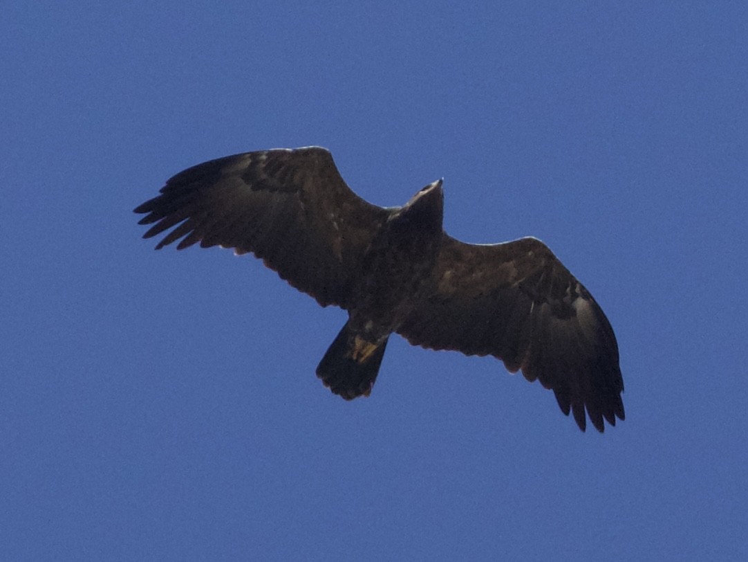 Lesser Spotted Eagle - ML627613964