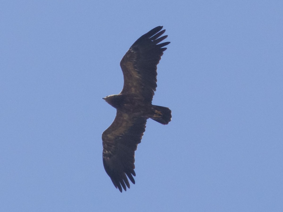 Lesser Spotted Eagle - ML627613965