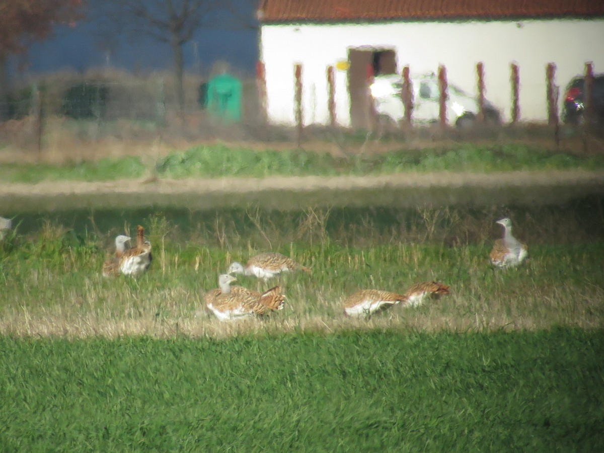 Great Bustard - ML627613974