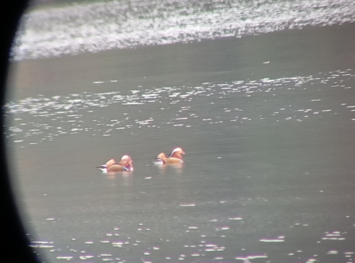 Mandarin Duck - ML627614047