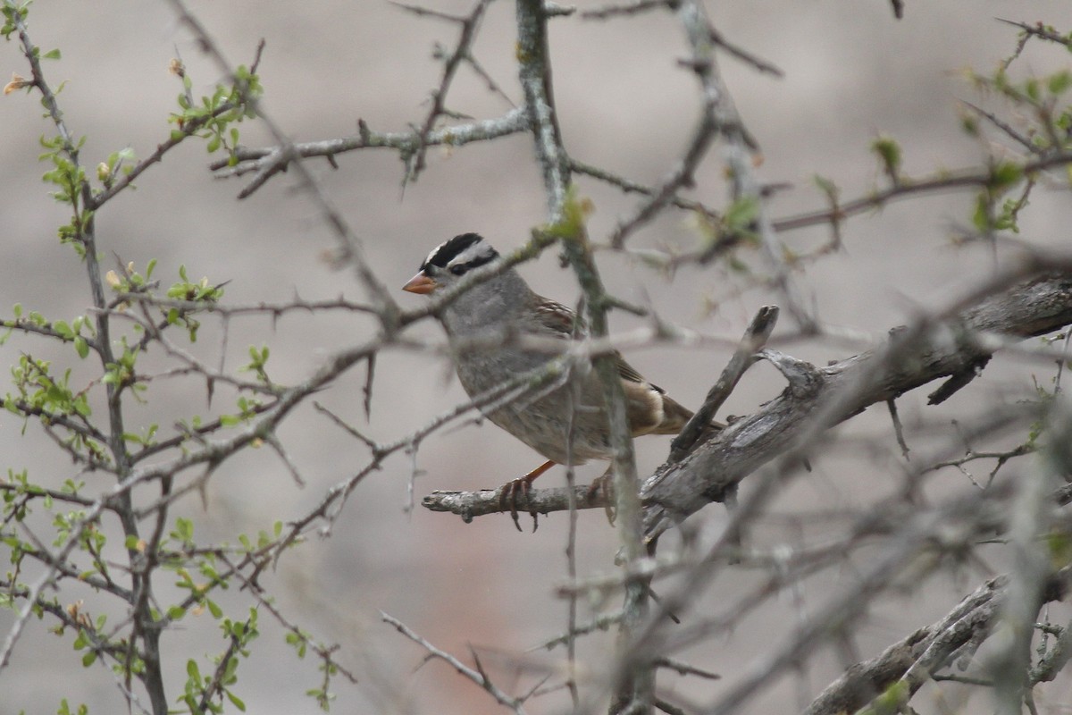 White-crowned Sparrow - ML627614064