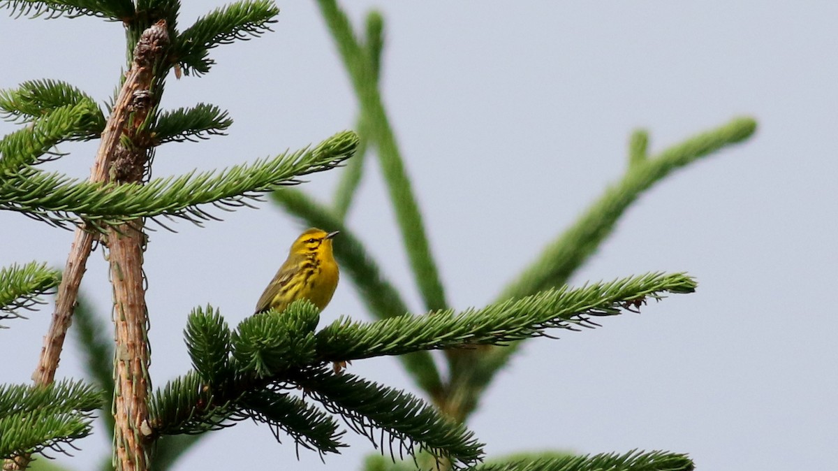 Prairie Warbler - Jay McGowan