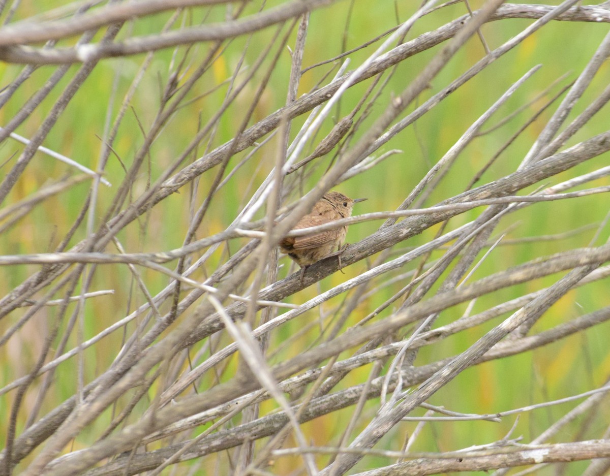 Southern House Wren - ML627614168