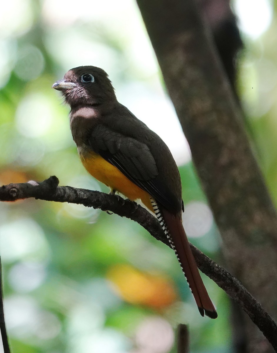 trogon modroocasý - ML627614271