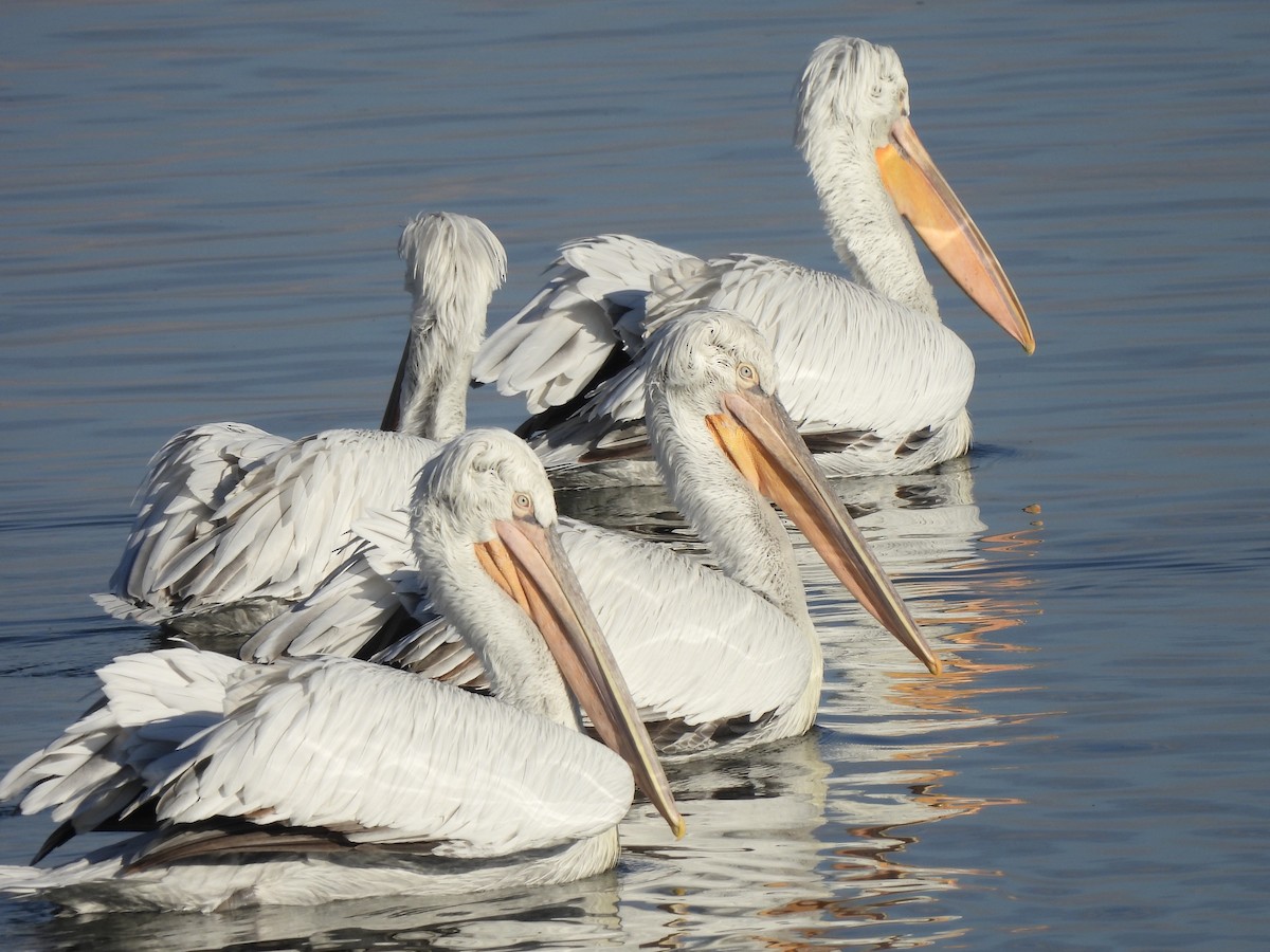 Dalmatian Pelican - Adrián Colino Barea