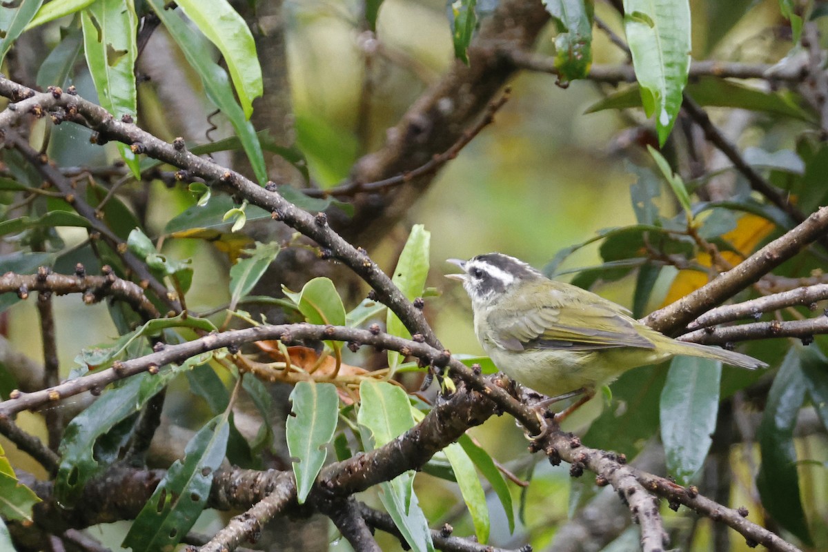 Three-striped Warbler (Three-striped) - ML627614285