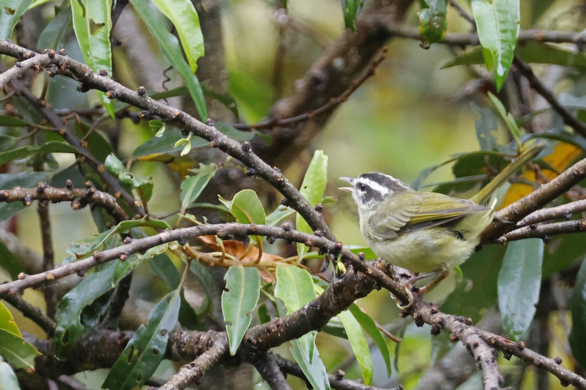 Three-striped Warbler (Three-striped) - ML627614286