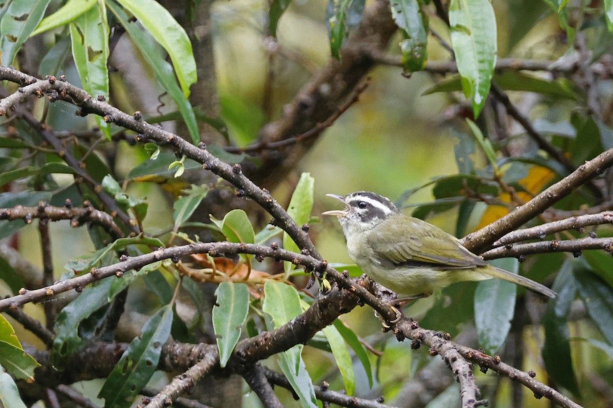 Three-striped Warbler (Three-striped) - ML627614287