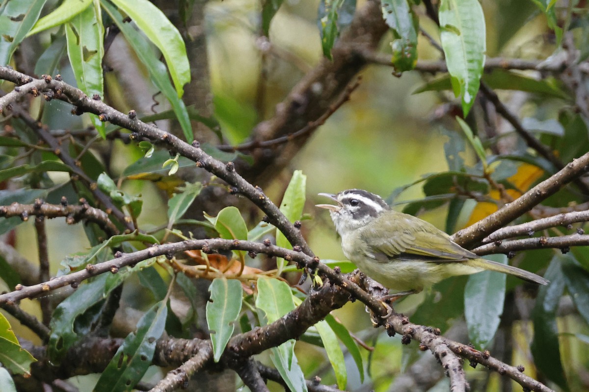Three-striped Warbler (Three-striped) - ML627614288