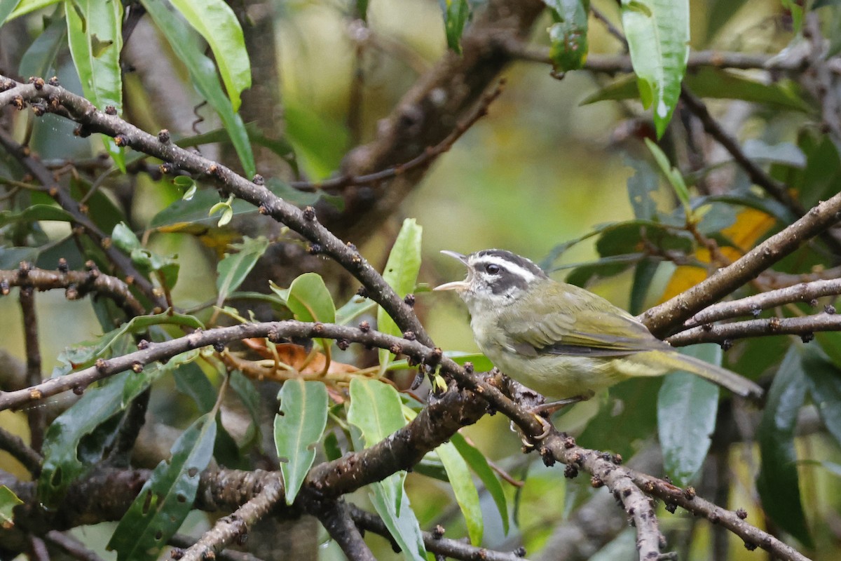 Three-striped Warbler (Three-striped) - ML627614289
