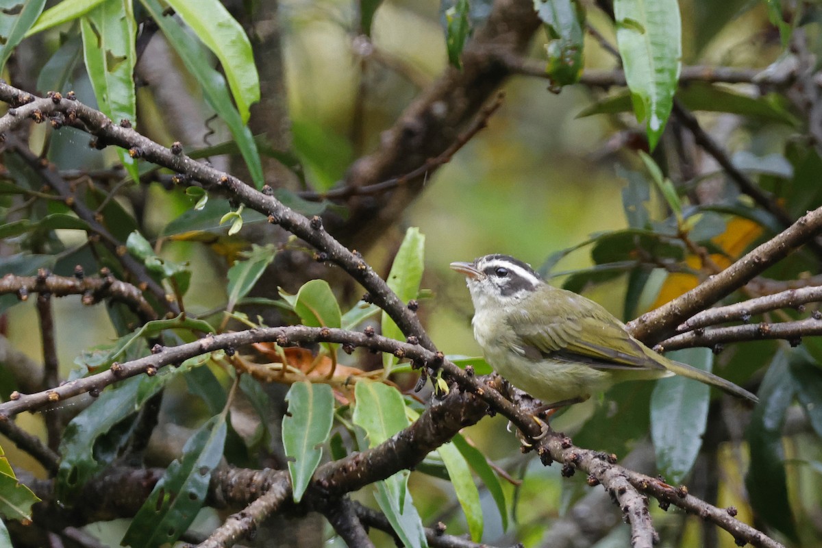 Three-striped Warbler (Three-striped) - ML627614300