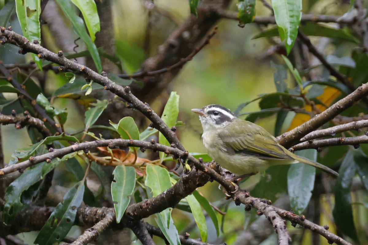 Three-striped Warbler (Three-striped) - ML627614304