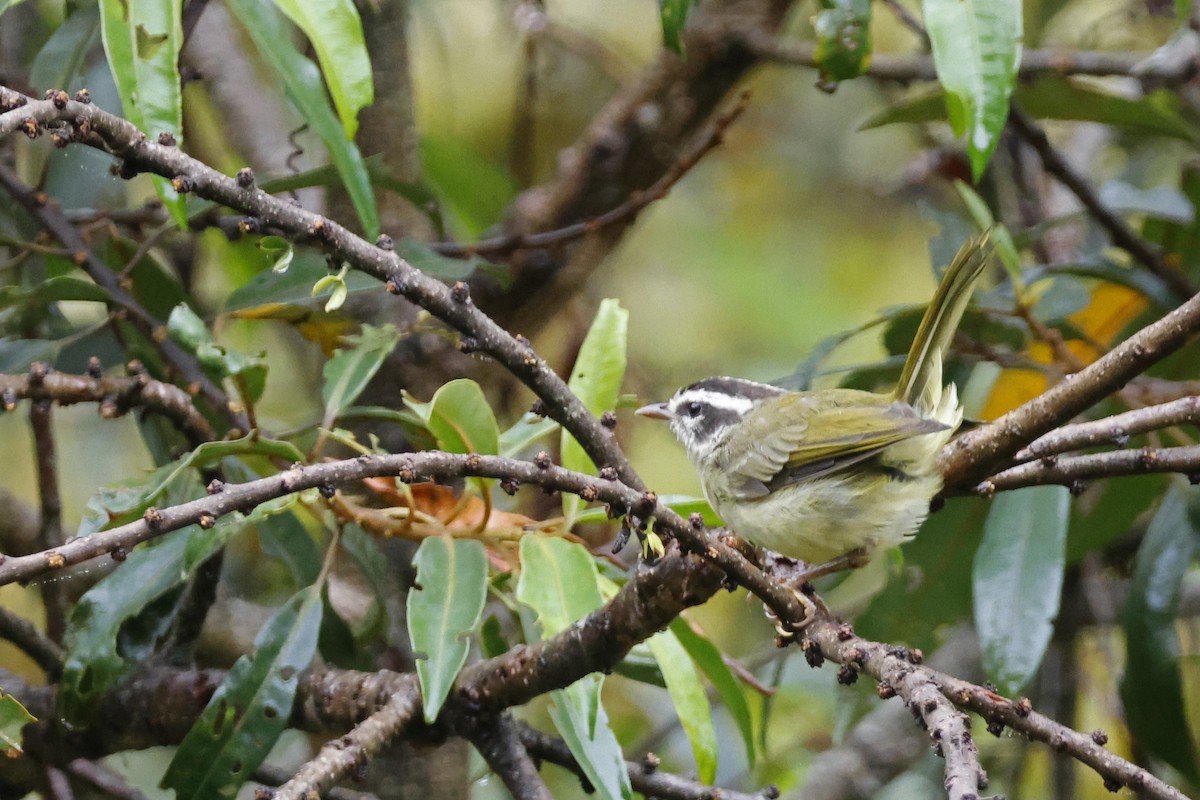 Three-striped Warbler (Three-striped) - ML627614305
