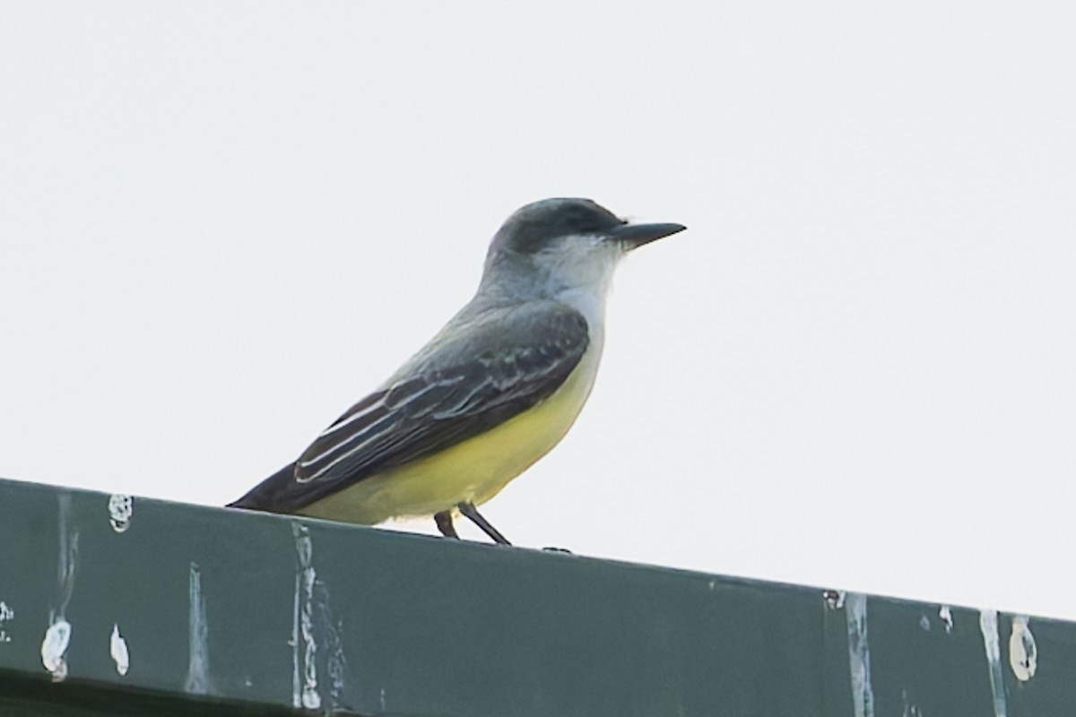 Snowy-throated Kingbird - ML627614367