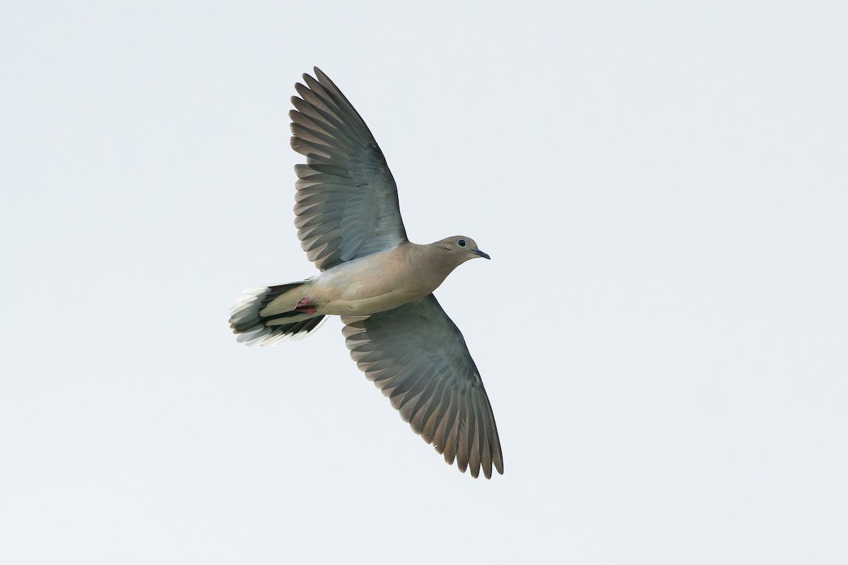 Eared Dove - ML627614373