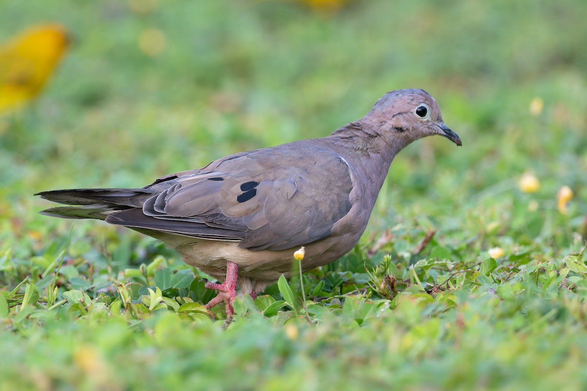 Eared Dove - ML627614376