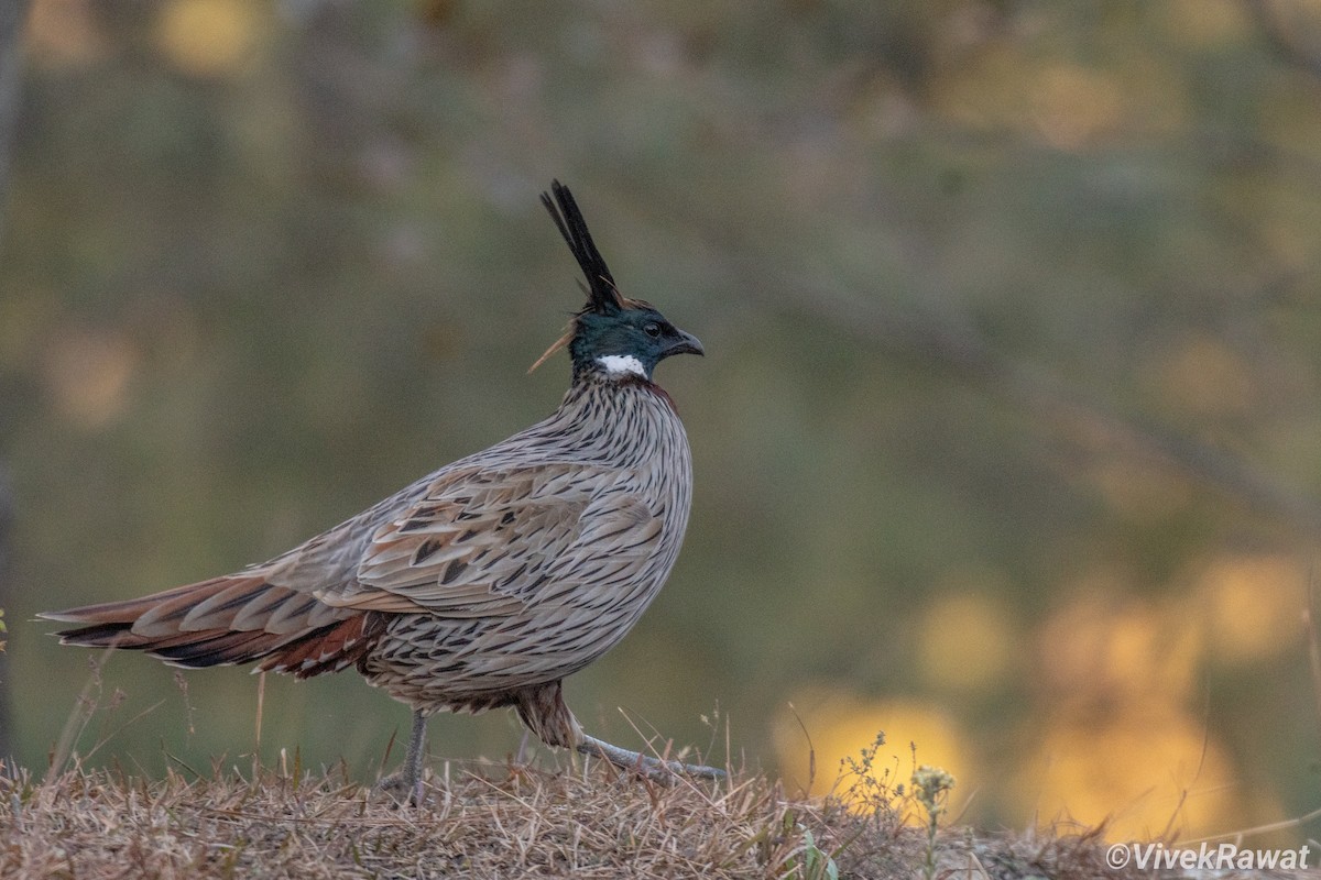 Koklass Pheasant - Vivek Rawat