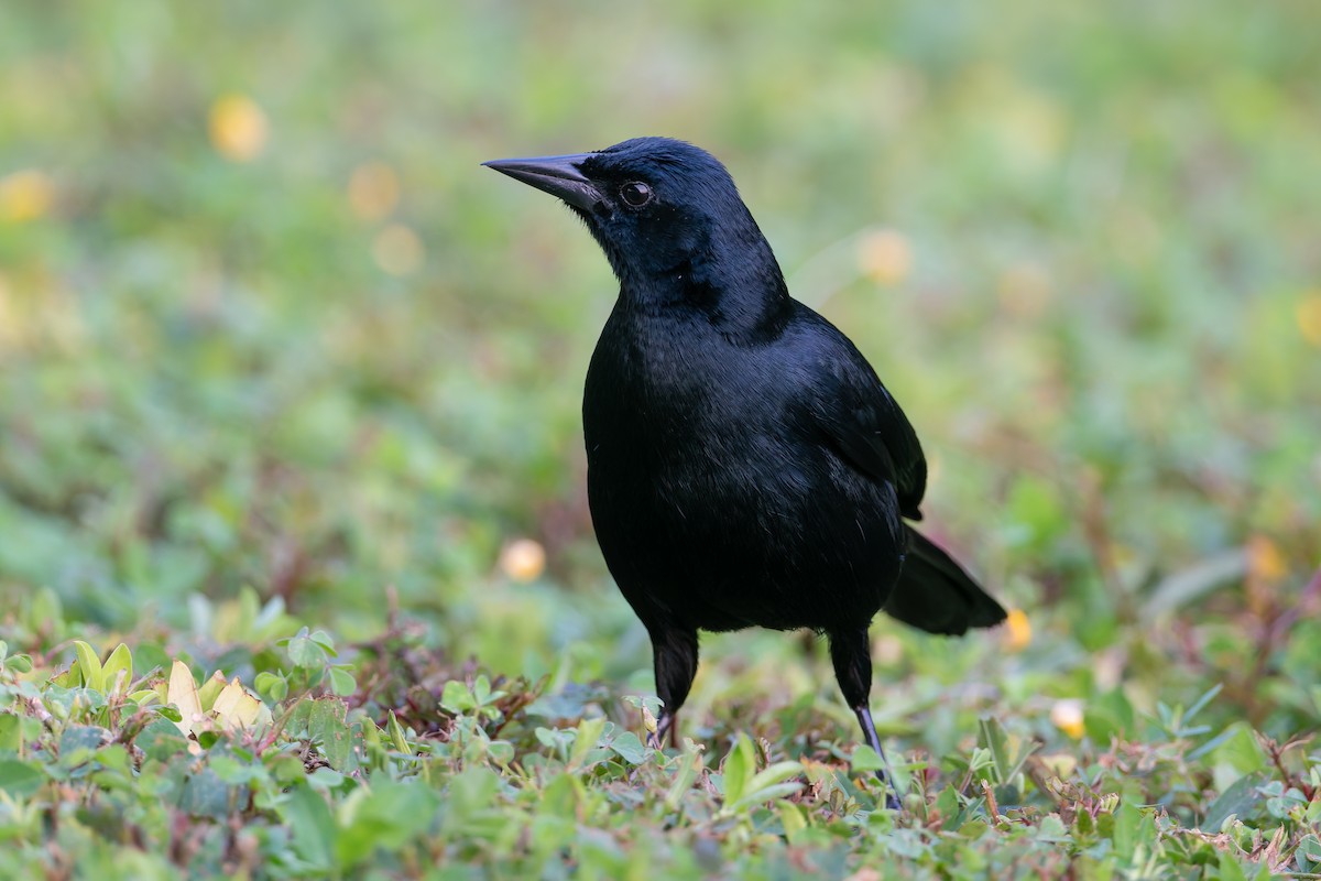 Scrub Blackbird - ML627614381