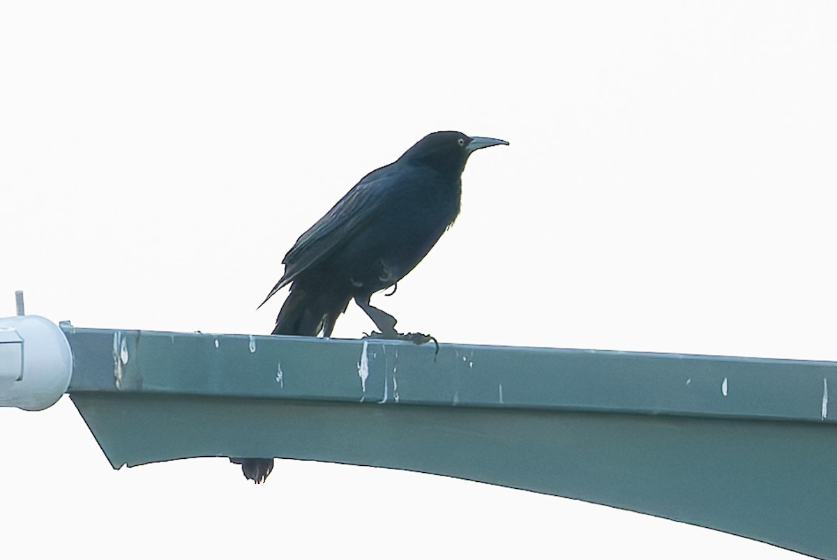 Great-tailed Grackle - ML627614385