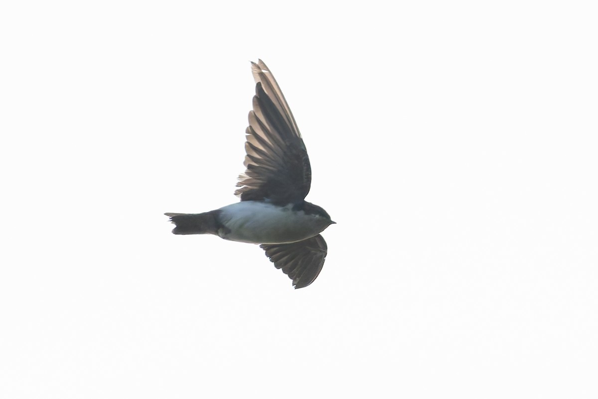 Blue-and-white Swallow - ML627614391