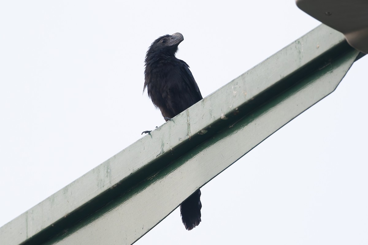 Groove-billed Ani - ML627614393