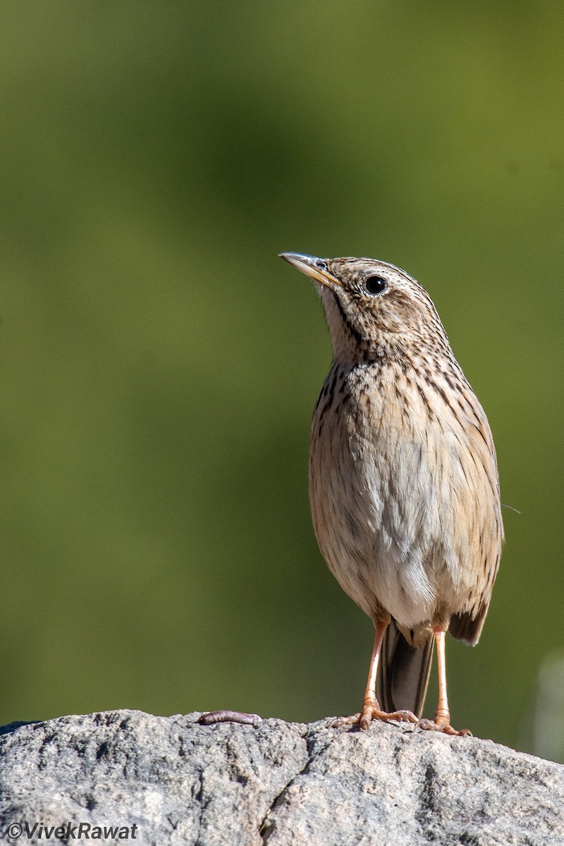 Upland Pipit - ML627614396