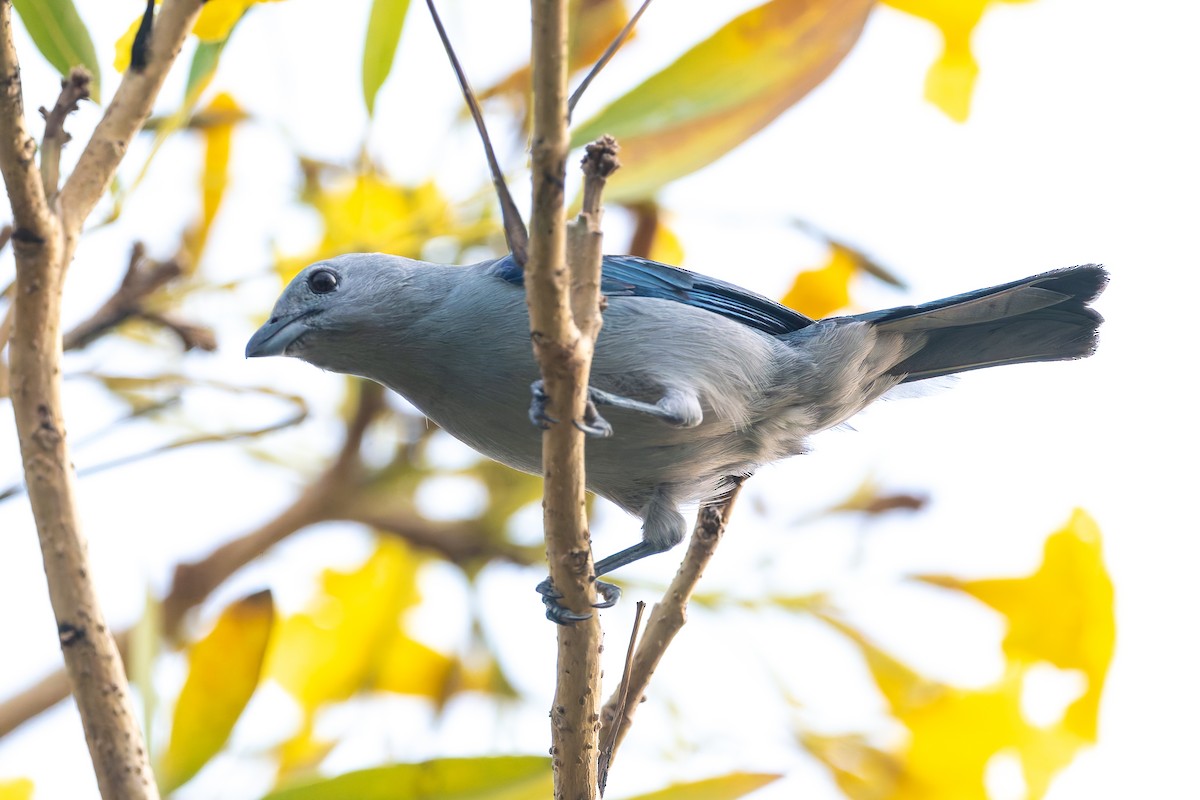 Blue-gray Tanager - ML627614398