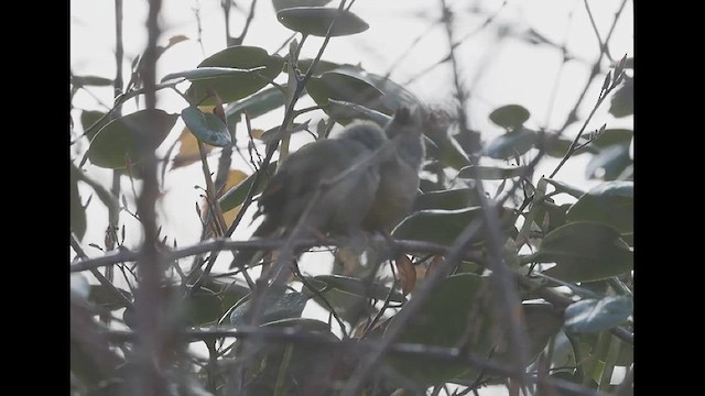 Stripe-throated Yuhina - ML627614399