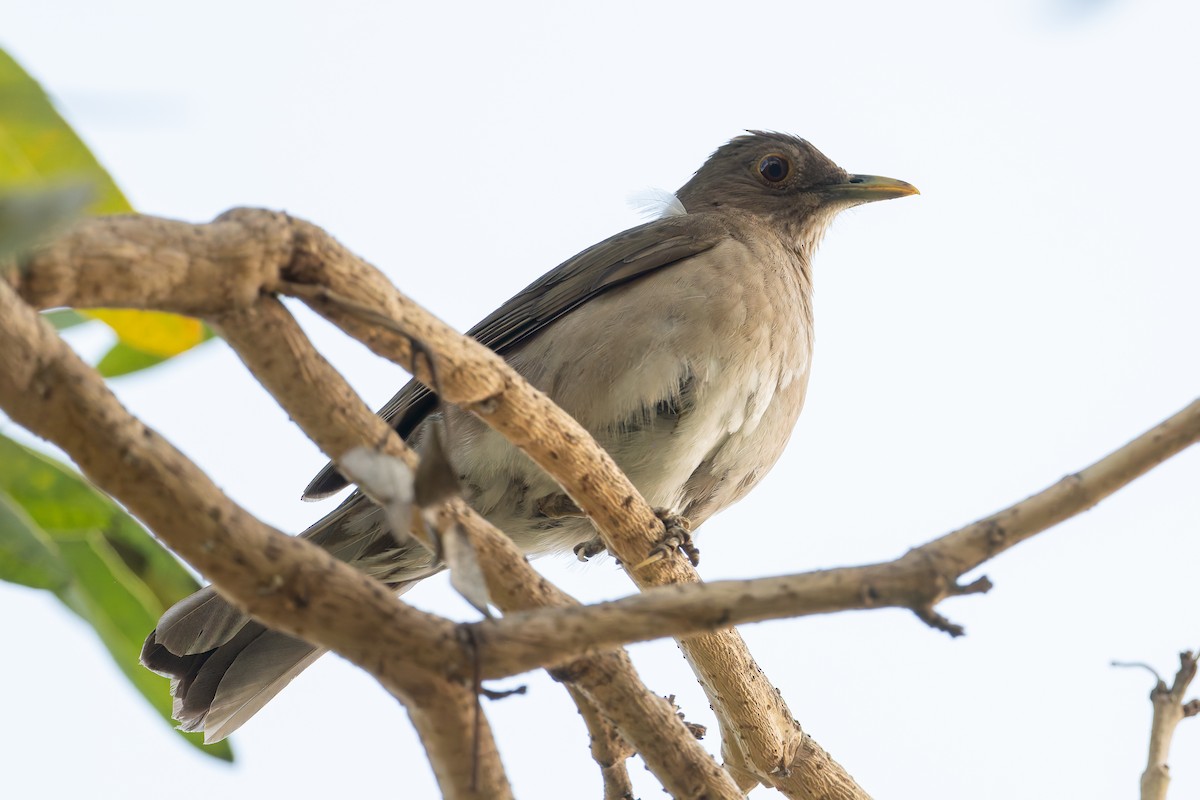 Ecuadorian Thrush - ML627614405