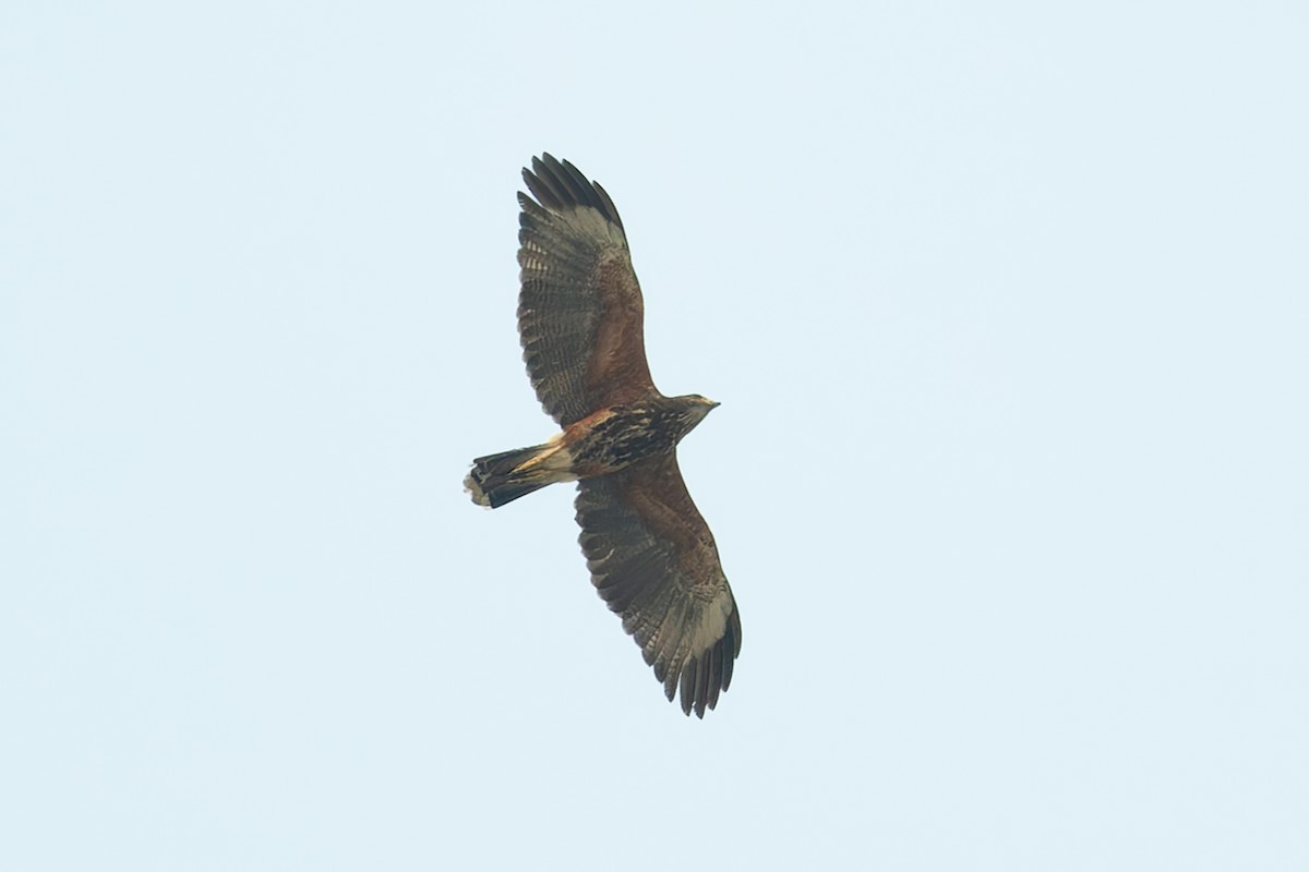 Harris's Hawk - ML627614442