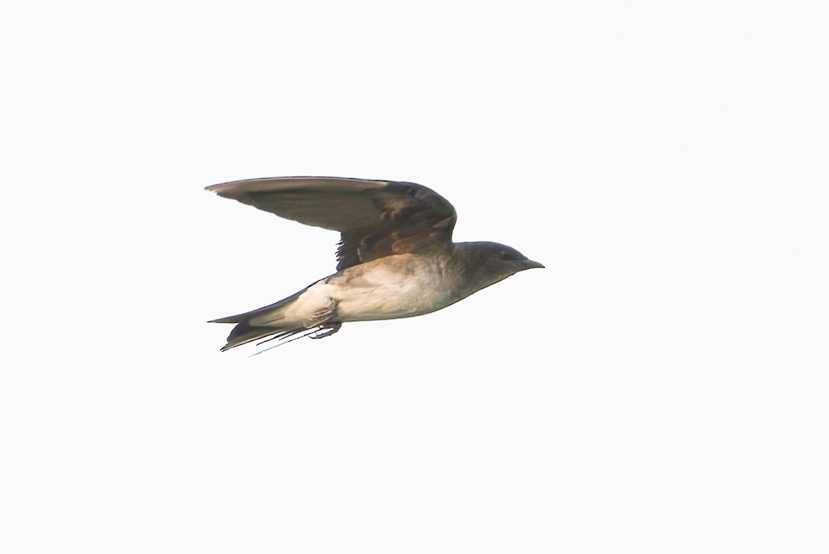 Gray-breasted Martin - ML627614448