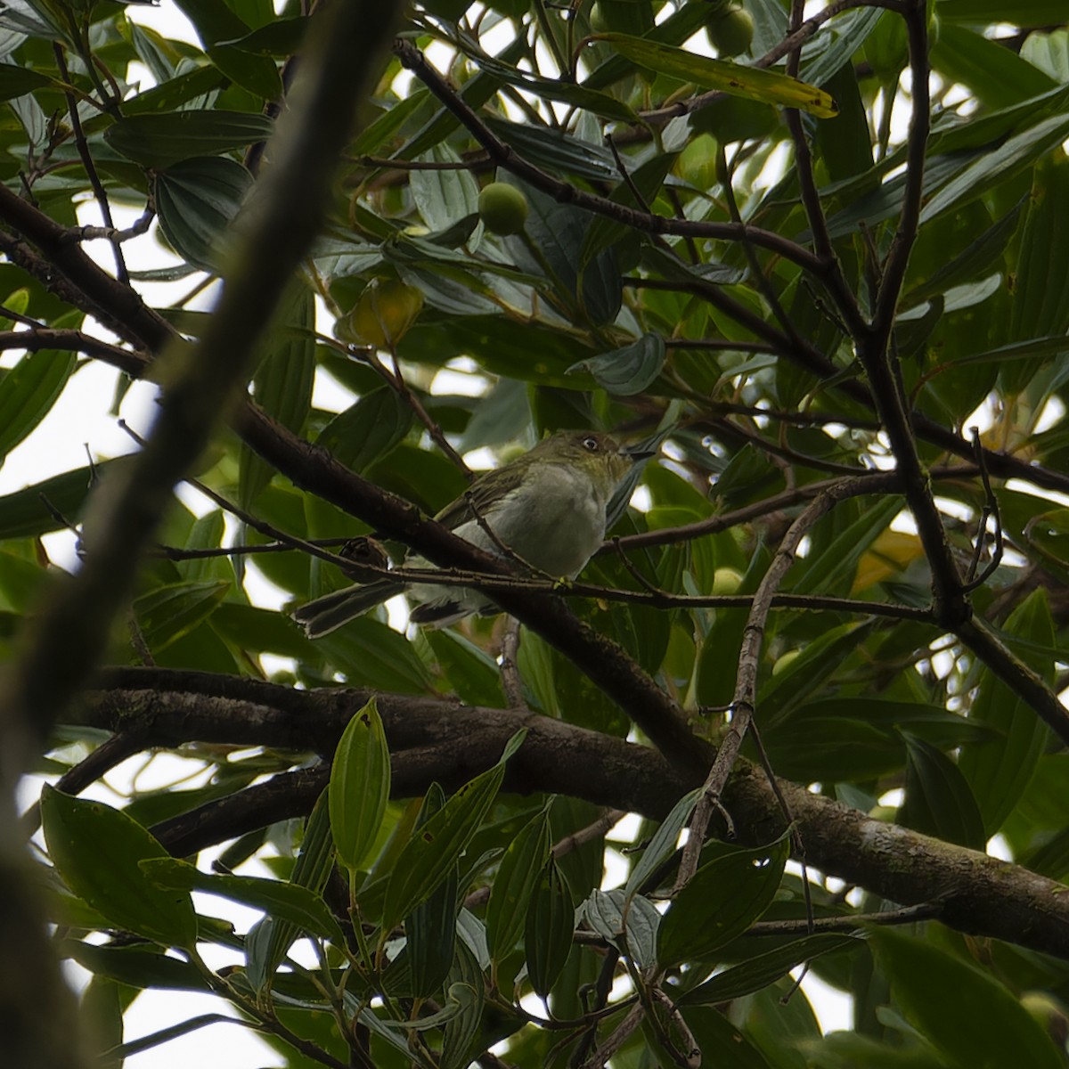 Bay-ringed Tyrannulet - ML627614450