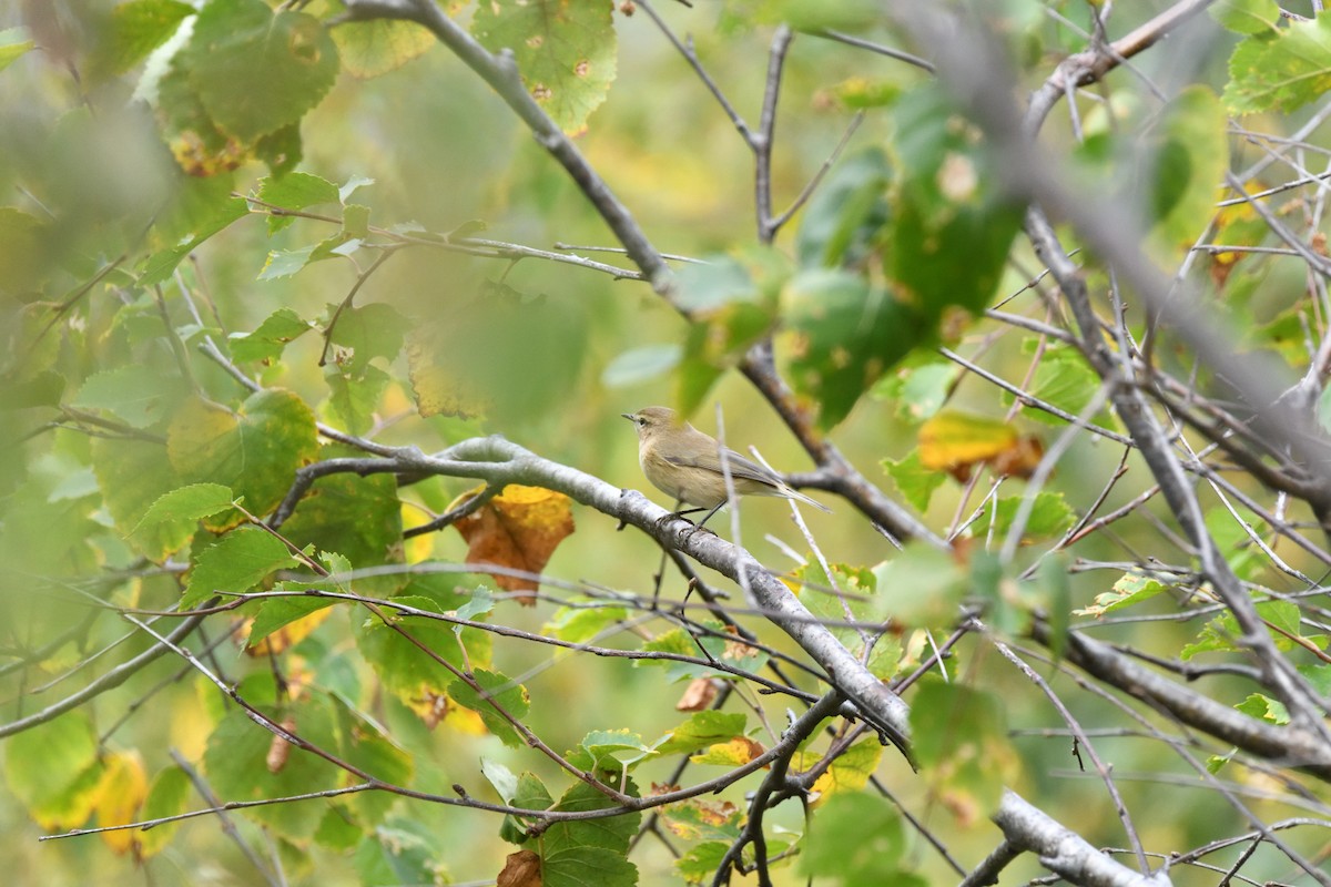 Mountain Chiffchaff - ML627614459