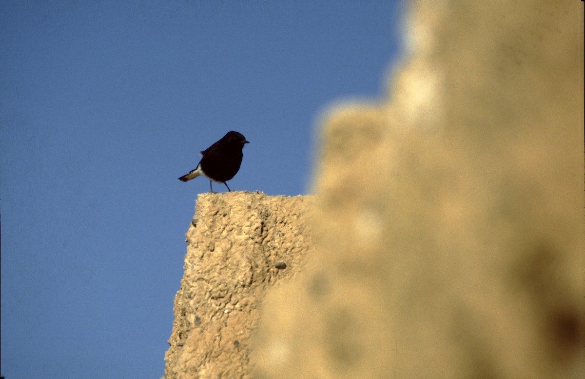 Black Wheatear - ML627614467