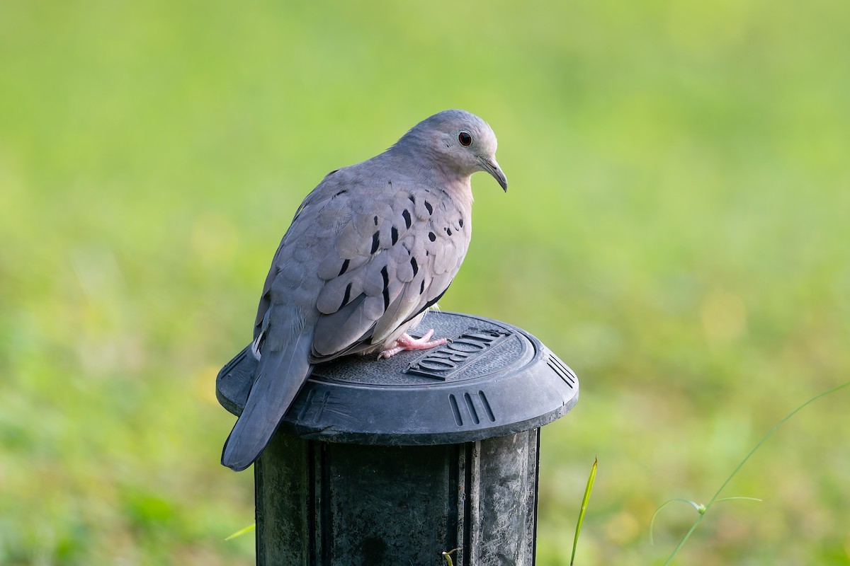 Ecuadorian Ground Dove - ML627614491