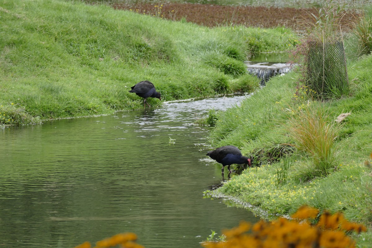 Australasian Swamphen - ML627614516