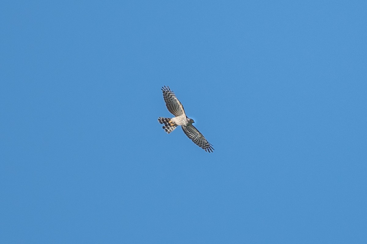 Double-toothed Kite - ML627614557
