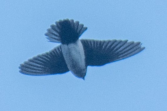 Nepal House-Martin - ML627614583