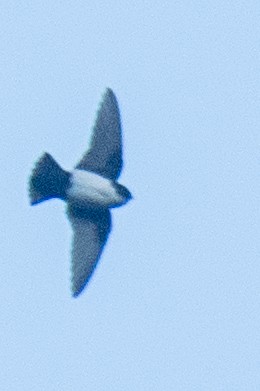 Nepal House-Martin - ML627614585