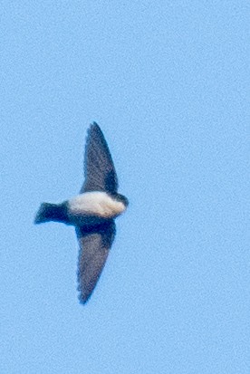 Nepal House-Martin - ML627614586