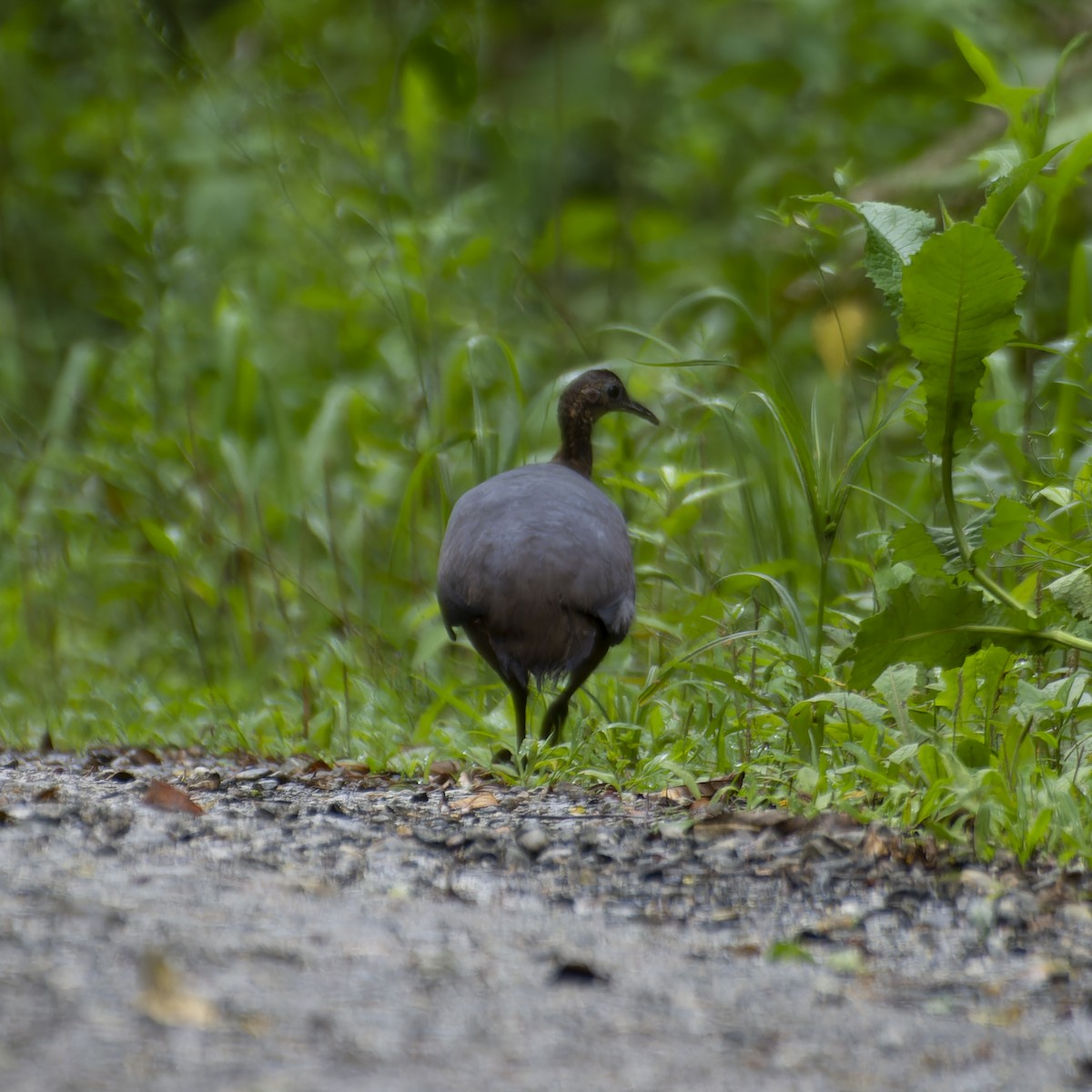 Solitary Tinamou - ML627614597